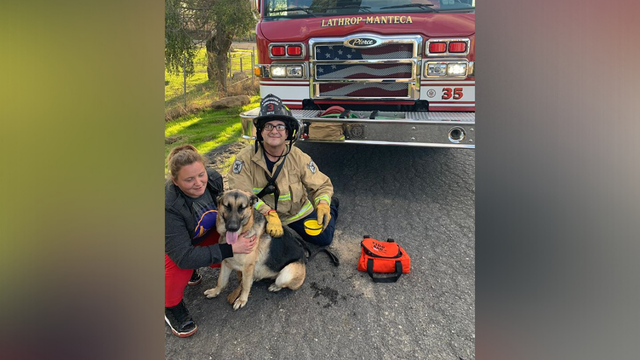 dog in tree 2 - lathrop manteca fire district 