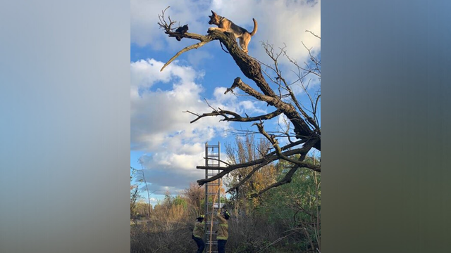 dog in tree 4 - lathrop manteca fire district 