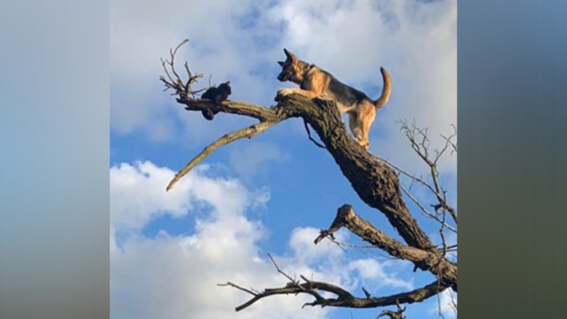 dog-in-tree-lathrop-manteca-fire-district.png 