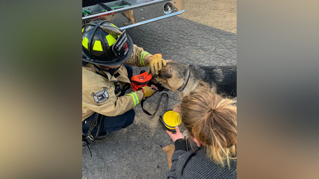 dog in tree 3 - lathrop manteca fire district 