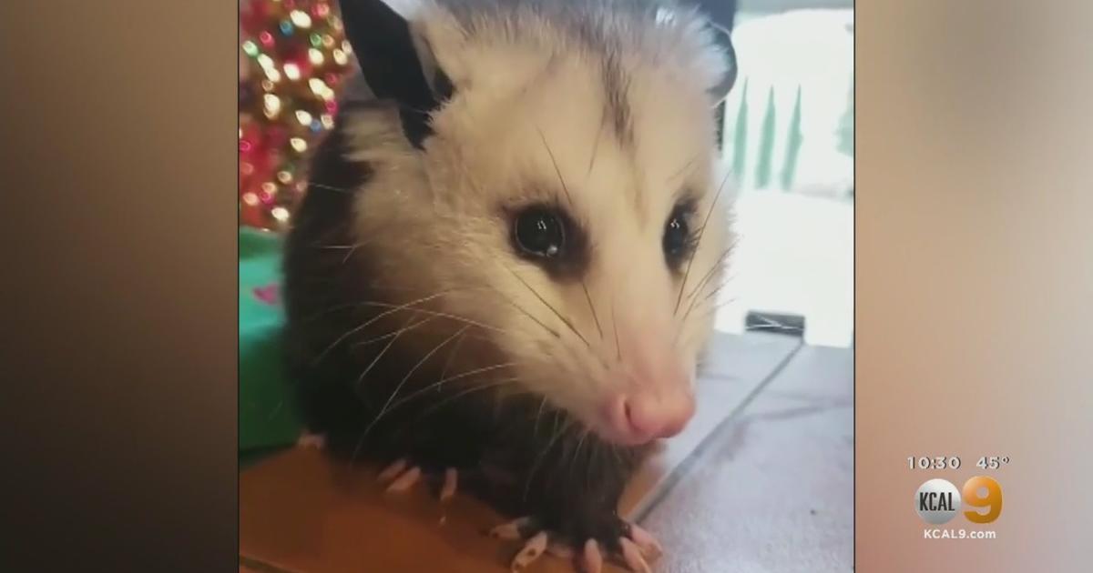 opossum pet