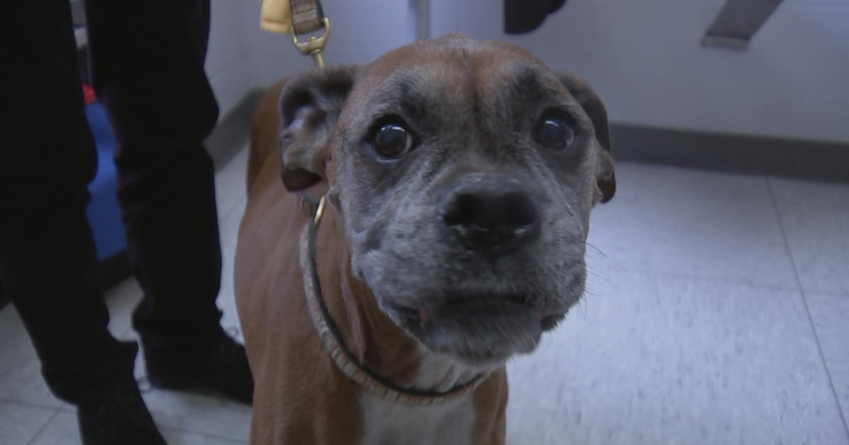 'She's Just A Joy': Penn Doctors Save 9-Year-Old Dog's Life With First ...