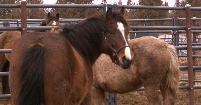 Wild horses up for adoption in California for as little as $25