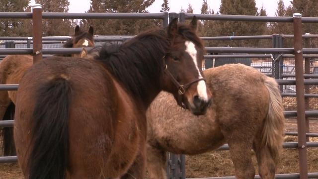 1221-ctm-wildhorses-blackstone-1997778-640x360.jpg 