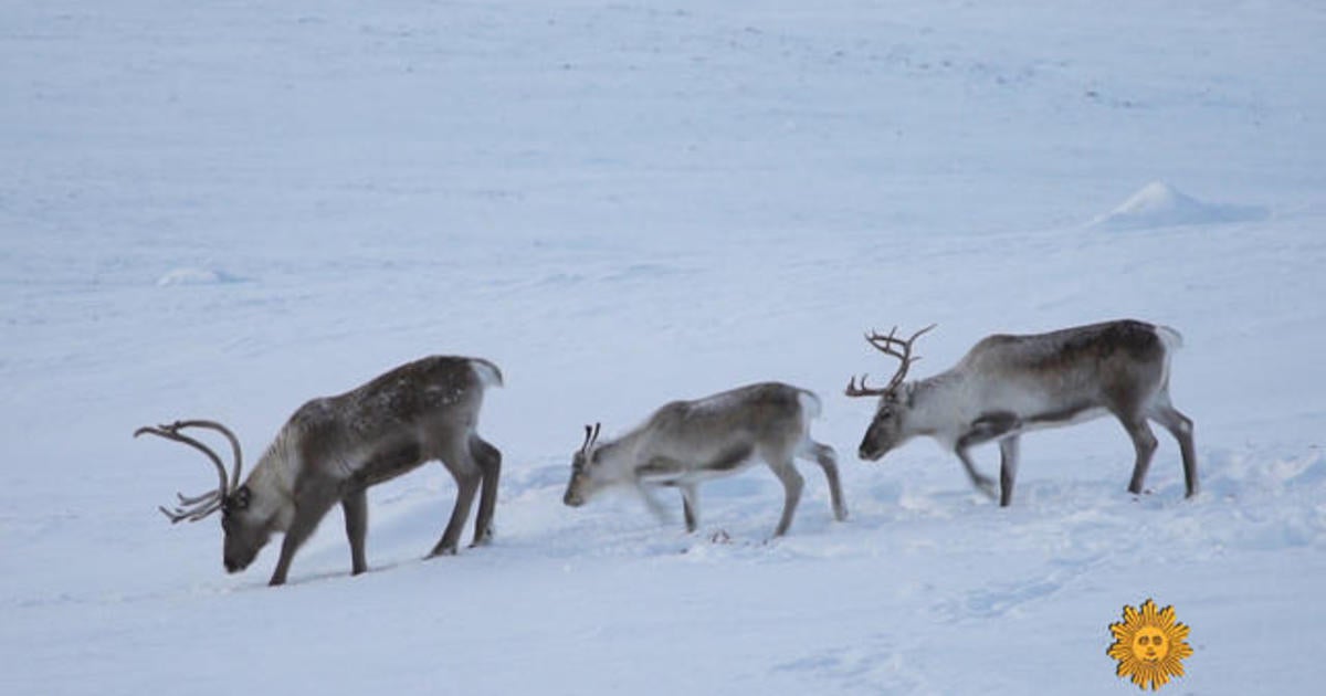 Nature: Reindeer - CBS News