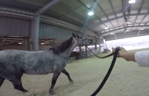 Wild mustangs adopted by Lewisville ISD FFA students