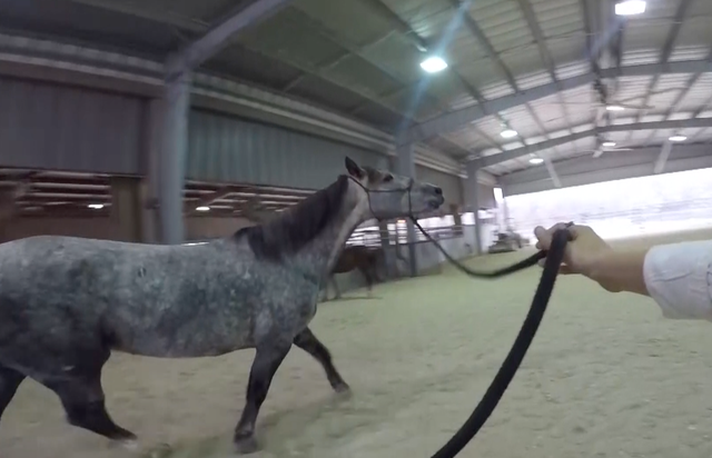 Wild mustangs adopted by Lewisville ISD FFA students 