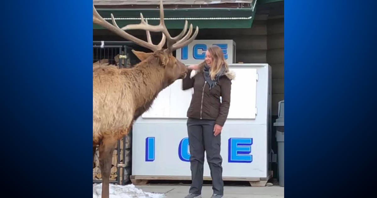 'Things Not To Do': Video Shows Woman Trying To Pet Bull Elk In Estes ...