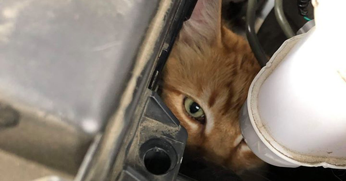 Cat Stuck In Engine Gets Ride From Pocket To Rancho Cordova Costco