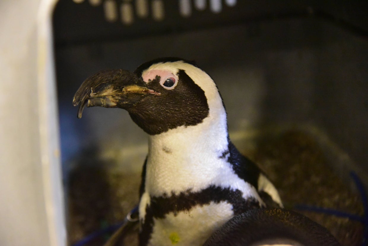 Boss, Maryland Zoo's Oldest Penguin, Dies At 34 - CBS Baltimore