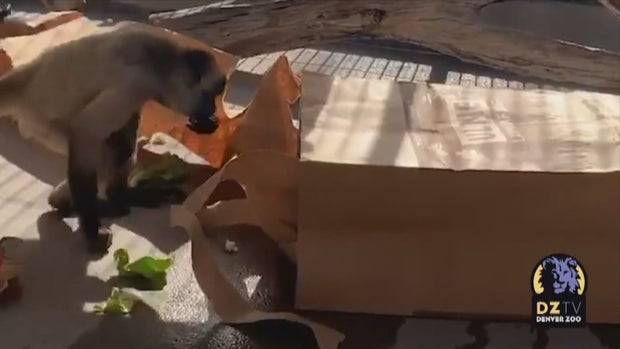CO_ DENVER ZOO BOXING DAY (4) 