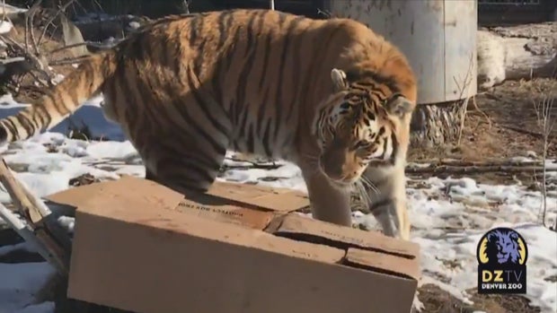 CO_ DENVER ZOO BOXING DAY (1) 