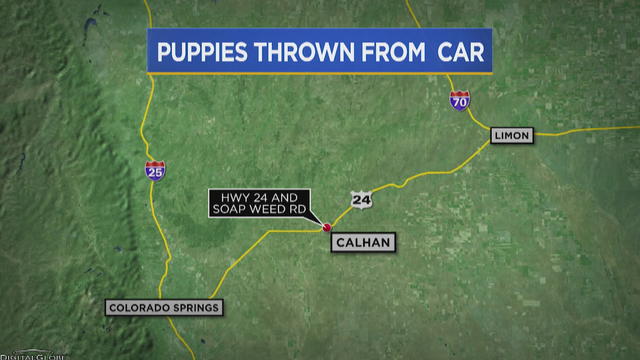 MORE-PUPPIES-THROWN-FROM-CAR-10MAP.transfer_frame_711.jpg 