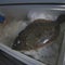 The future of fishing may be more diverse