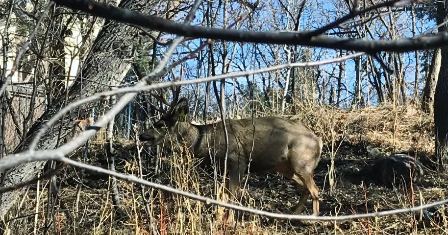 Wildlife Officials Untangle Buck From Hammock In Colorado Springs - CBS ...