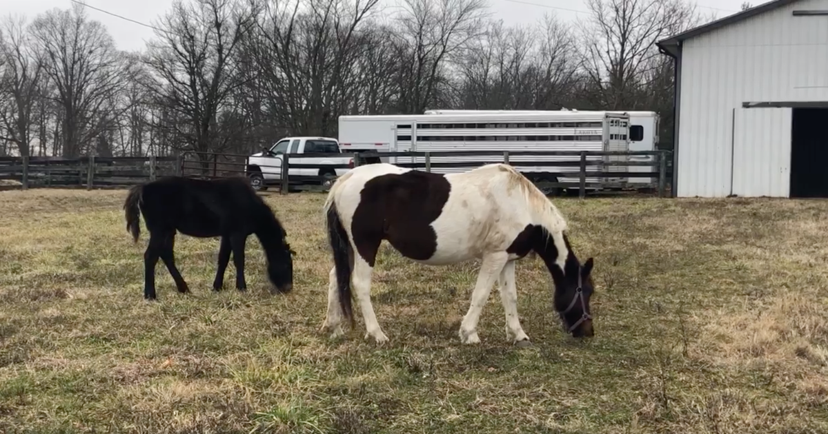 Horses Shot in Kentucky 2 horses rescued after 20 mysteriously killed(02)