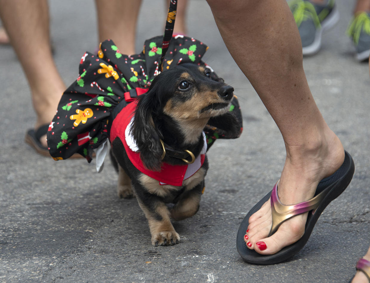 2019 Key West Dachshund Walk