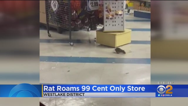 Rat-Inside-Store.jpg 