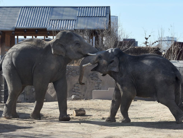 denver zoo elephants 