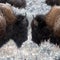 Nature: Bison in snow