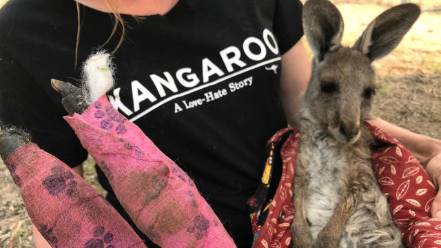WIRES volunteer and carer Tracy Dodd holds a kangaroo with burnt feet pads after being rescued from bushfires in Australia's Blue Mountains area 