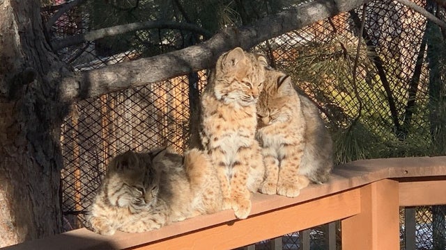 bobcat-kittens-highlands-ranch.jpg 