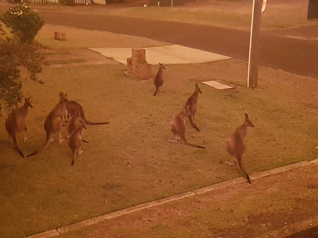 Kangaroos gather at a residential law as bushfires continue to spread 
