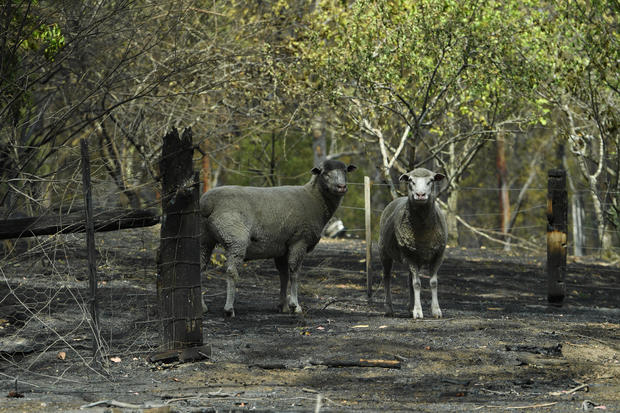 Sheep are seen on a fire-damaged property in Sarsfield, East Gippsland 