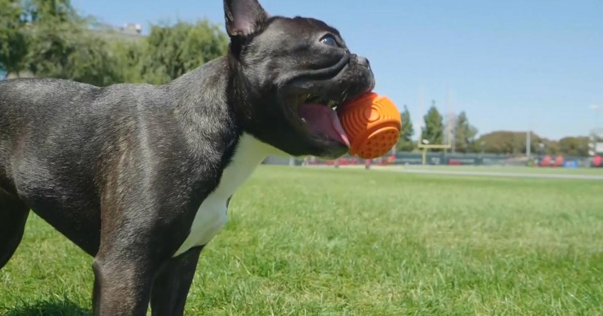 49ers Frenchie, NFL's First Emotional Support Dog, Assists Players And  Staff - CBS San Francisco