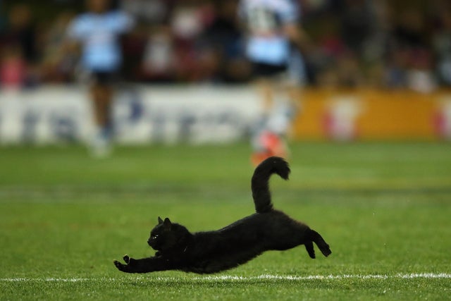 NRL Rd 18 - Panthers v Sharks 