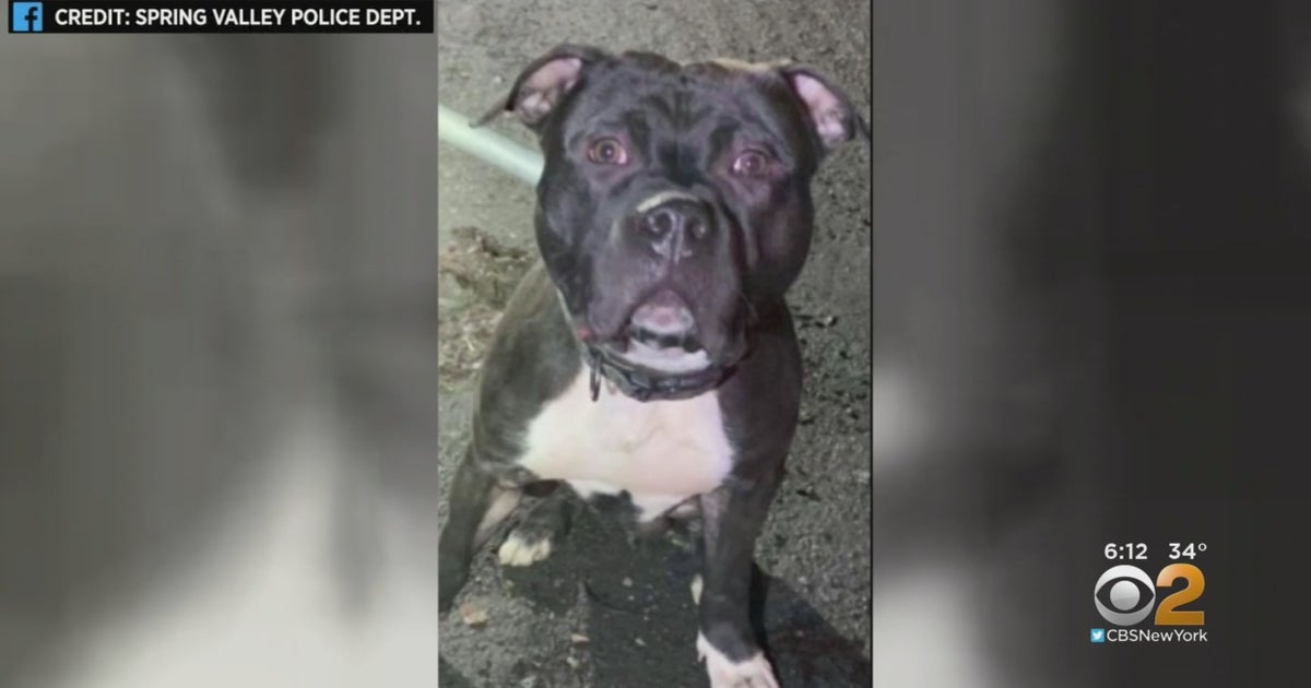 1YearOld Bitten, Good Samaritan Needs Surgery After Pit Bull Attack