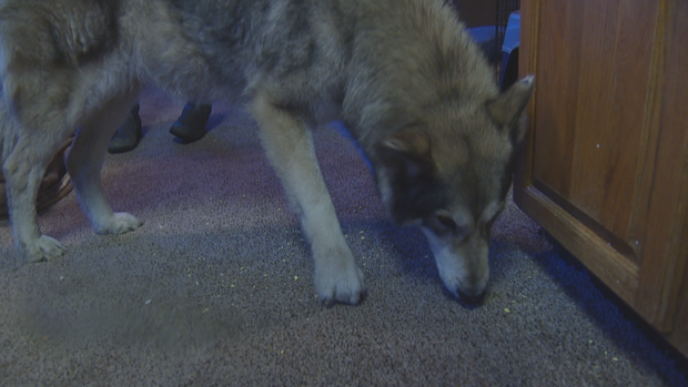 WOLF DOG RESCUE 10PKG.transfer_frame_2216 