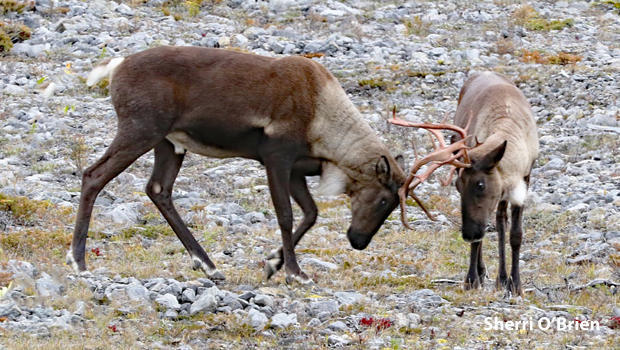 2-male-caribou-sparring-sherri-obrien-620.jpg 