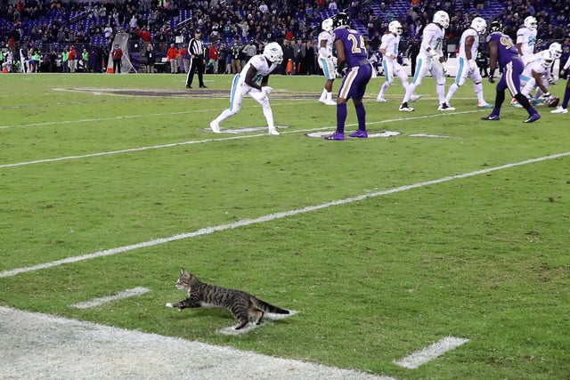 Chicago Bears v Baltimore Ravens 