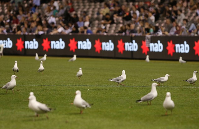 NAB Challenge - Western Bulldogs v Collingwood 