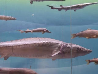 Giant Chinese paddlefish declared extinct in China as human presence kills  off an ancient species - CBS News