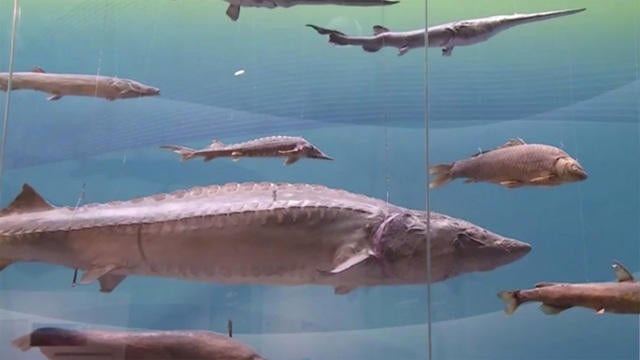 giant-chinese-paddlefish-declared-extinc-2005573-640x360.jpg 