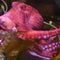 Octopus DNA reveals collapse of Antarctic ice sheet is close