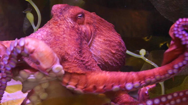 octopus-promo.jpg 