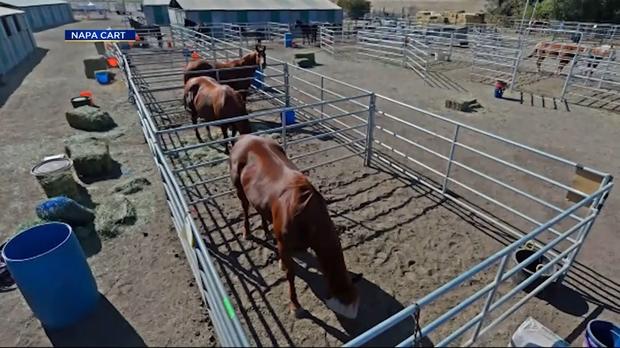 Horses Relocated During Kincade Fire 