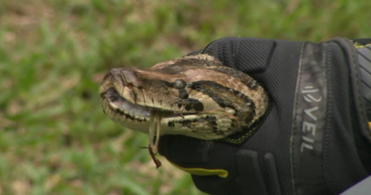 Florida Python Challenge Gets Underway With New $10,000 Prize - CBS Miami