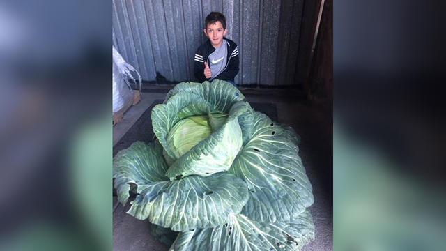 large-cabbage.jpg 