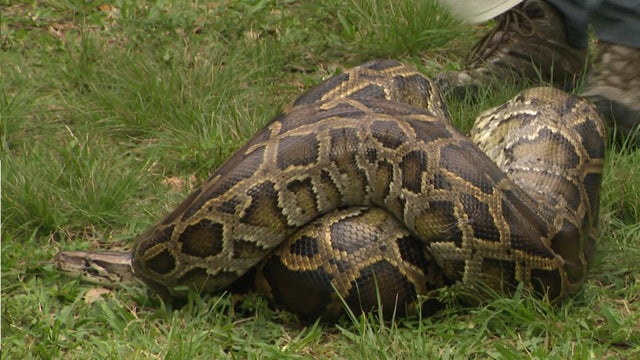 Burmese Python 