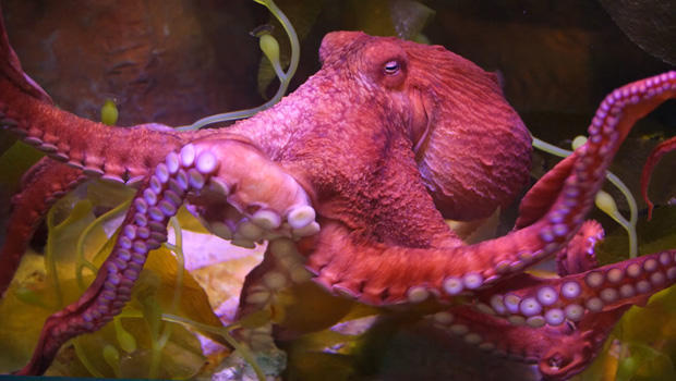 octopus-620.jpg 