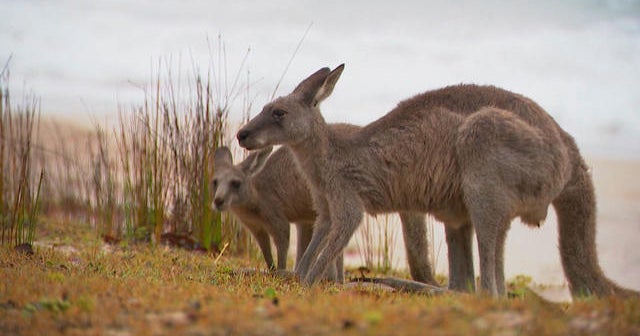 Nature: Kangaroos