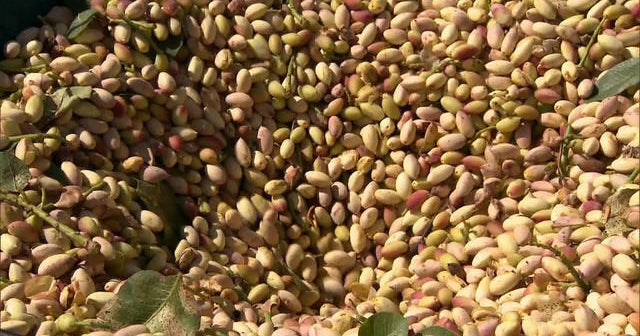 In Sicily, protecting pistachios from thieves