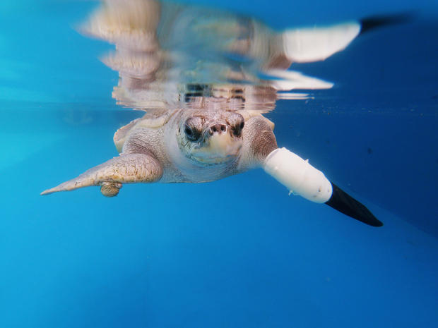 Female turtle named Goody tests out the first prosthetic flipper that will help other sea turtles injured from fishing gears to swim again, in Phuket 
