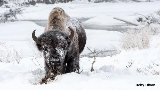 bull-bison-in-snow-deby-dixon-620.jpg 
