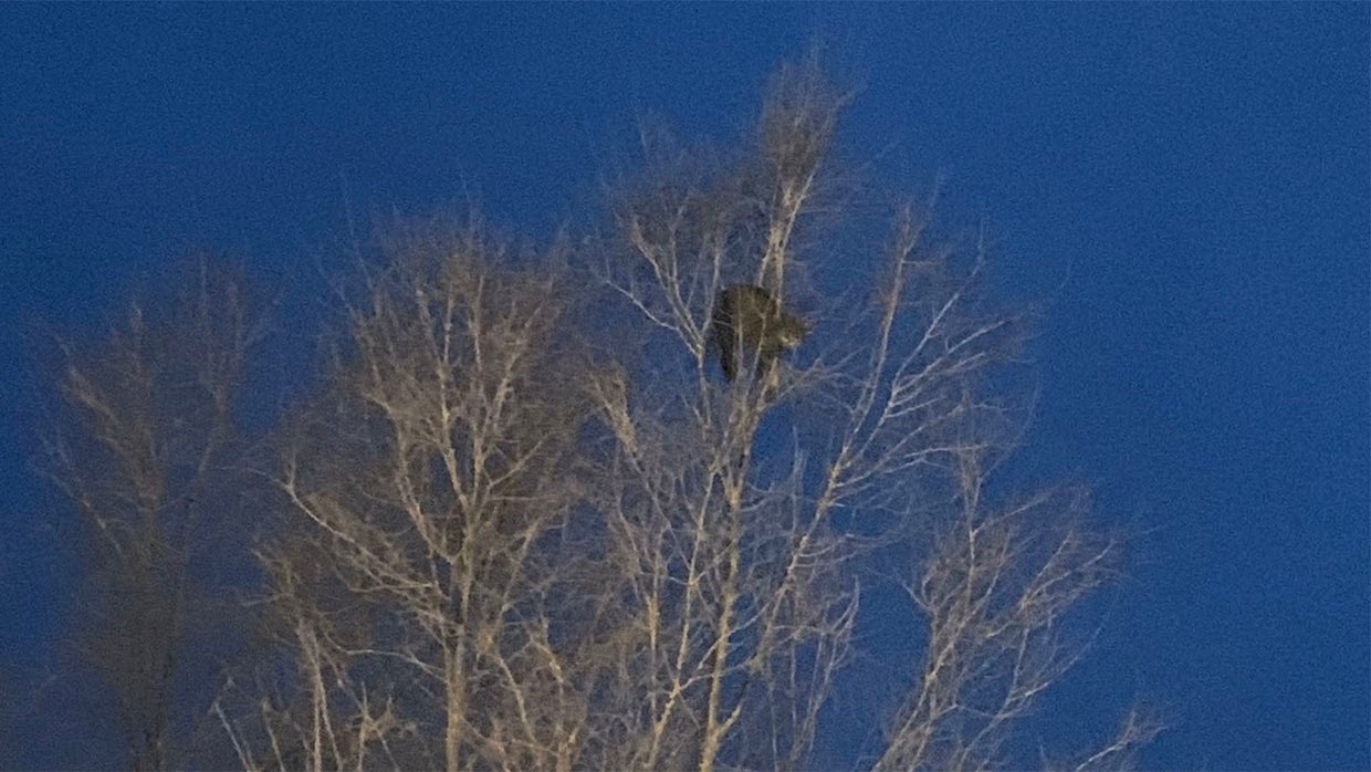 Firefighters Rescue ScaredyCat From Atop Tall Tree In Brighton CBS