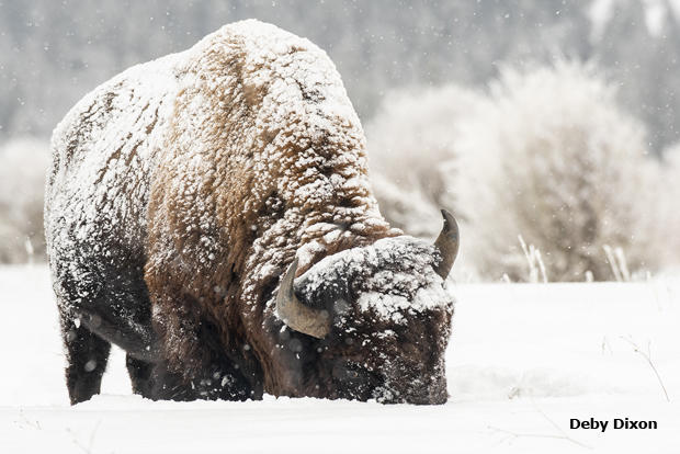bison-shoveling-snow-deby-dixon-620.jpg 